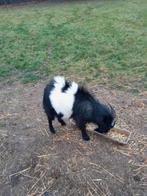 Lakenvelder bok, Mannelijk, Kip