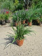 Leliegras 'Liriope muscari Moneymaker' met staffelkorting, Vaste plant, Siergrassen, Ophalen of Verzenden, Halfschaduw