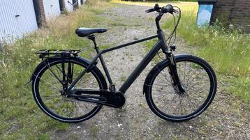 Pegasus Salerno z.g.a.n. maat 55cm beschikbaar voor biedingen