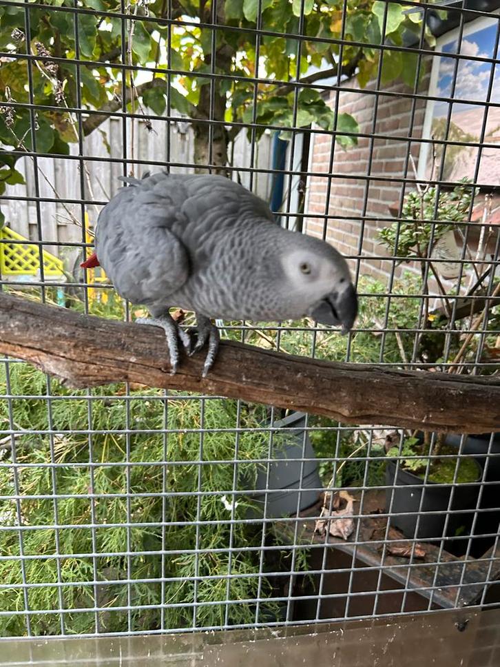 Grijze roodstaart voor in volliere!!!, Dieren en Toebehoren, Vogels | Parkieten en Papegaaien, Papegaai, Vrouwelijk, Tam