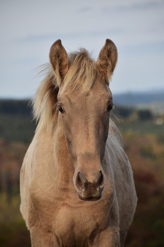 PRE veulens, Dieren en Toebehoren, Paarden, Hengst, Niet van toepassing, 160 tot 165 cm, 0 tot 2 jaar, Dressuurpaard, Met stamboom