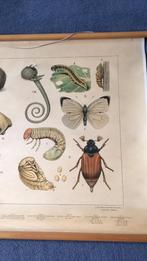 Oude Schoolplaat, Ophalen, Natuur en Biologie