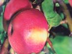 Aanbieding 10 fruitbomen in soorten laagstam, Lente, Overige soorten, In pot, Ophalen of Verzenden