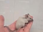 Muisjes Siamees - dames, Vrouwelijk, Muis, Tam