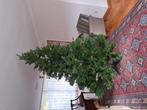 Mooie grote kerstboom, Ophalen, Zo goed als nieuw