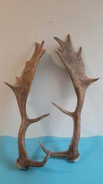 Gewei damhert, natuurlijk afgeworpen, hertengewei, Ophalen of Verzenden