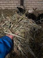 Midibalen, Ophalen of Verzenden, Vee