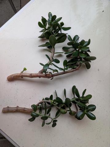 Jade Plant Stekjes - Klaar om te Wortelen! beschikbaar voor biedingen