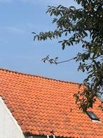 Gratis dakpannen, Doe-het-zelf en Verbouw, Dakpannen en Dakbedekking, Ophalen, Gebruikt, Steen of Klei, 15 m² of meer