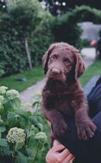 Labradoodle pups (labrador x labradoodle f5) pups mogen weg!, Dieren en Toebehoren, Rabiës (hondsdolheid), 8 tot 15 weken, Labrador retriever