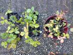 Aardbeienplanten bosaardbei bio onbespoten moestuin OPHALEN, Tuin en Terras, Planten | Tuinplanten, Ophalen, Vaste plant, Fruitplanten