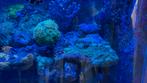 Zeeaquarium hoekbak full optie, Dieren en Toebehoren, Vissen | Aquaria en Toebehoren, Ophalen, Gevuld zeewateraquarium