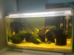 Superfish home 25 Wit, Dieren en Toebehoren, Ophalen of Verzenden, Zo goed als nieuw, Leeg aquarium