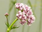 Valeriana officinalis, Echte Valeriaan ( NU PLanttijd ), Ophalen of Verzenden, Zomer, Overige soorten, Volle zon