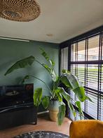 Strelitzia Nicolai, Huis en Inrichting, Kamerplanten, Ophalen, Overige soorten