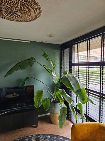 Strelitzia Nicolai  beschikbaar voor biedingen