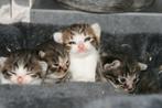 Europese korthaar kittens, Dieren en Toebehoren, Katten en Kittens | Raskatten | Korthaar, Meerdere dieren, 0 tot 2 jaar, Gechipt