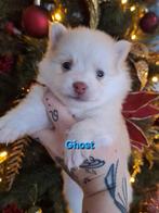 Nog 1 Pomsky pup met blauwe oogjes (geteste ouders), Dieren en Toebehoren, Honden | Poolhonden, Keeshonden en Oertypen, Nederland