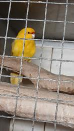 Kakariki geel  voorhoofd  pop, Vrouwelijk, Parkiet