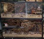 Gerbilarium met opzetstuk van Queenies, Dieren en Toebehoren, Zo goed als nieuw, Hok, 75 tot 110 cm, Ophalen