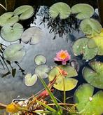 Waterlelie 3 stuks 1x foto 2x wit roze, Ophalen, Zo goed als nieuw