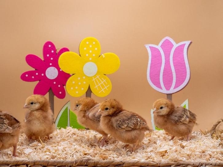 Jonge tamme Rhode Island red kuikens gesekst en ingeënt, Dieren en Toebehoren, Pluimvee, Kip, Meerdere dieren