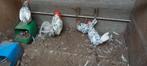 1 haan en 5 hennen leghorn bont, Dieren en Toebehoren, Meerdere dieren, Tropenvogel