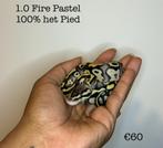 1.0 Fire Pastel 100 % het pied NK24, Dieren en Toebehoren, Reptielen en Amfibieën, Slang