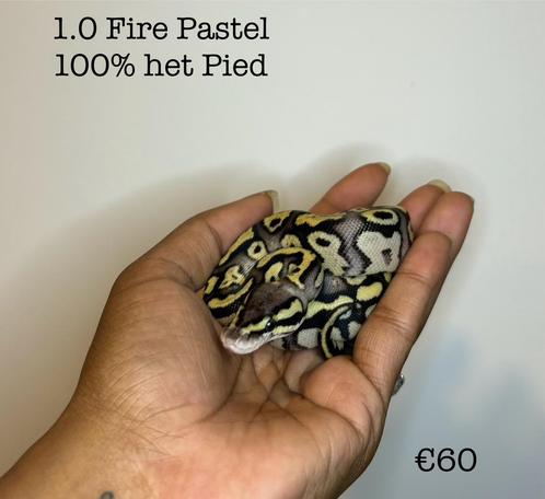1.0 Fire Pastel 100 % het pied NK24, Dieren en Toebehoren, Reptielen en Amfibieën, Slang