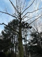 Jonge boom, Tuin en Terras, Planten | Bomen, Ophalen, Volle zon, Overige soorten