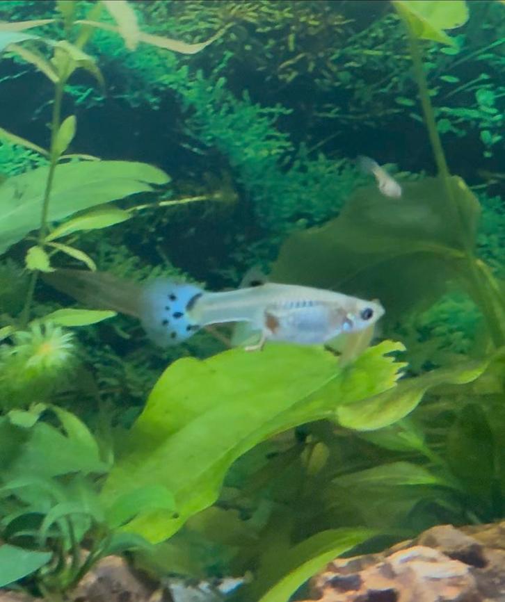 Guppy’s te koop!, Dieren en Toebehoren, Vissen | Aquariumvissen, Zoetwatervis, Vis, Schoolvis