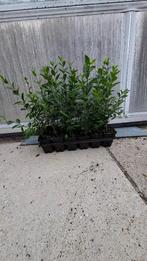 Liguster Ovalifolium - Groenblijvende Haagplant, Tuin en Terras, Planten | Struiken en Hagen, Ophalen of Verzenden, Liguster, Minder dan 100 cm