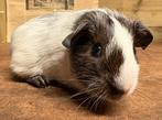 Leuke cavia beertje, Dieren en Toebehoren, Knaagdieren, September, Mannelijk, Cavia