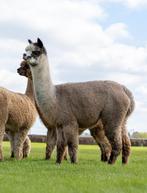 VERKOCHT: Herfte Rose Beauty + cria!, Dieren en Toebehoren, Overige Dieren, Augustus, Vrouwelijk