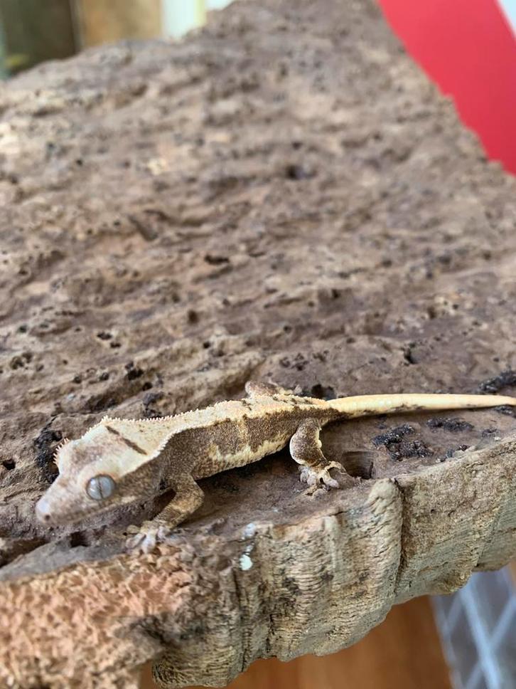 Crested gecko wimpergekko Lilly white