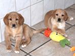 NOVA SCOTIA DUCK TOLLING RETRIEVER X LABRADOR PUPS, Dieren en Toebehoren, Honden | Retrievers, Spaniëls en Waterhonden, Nederland