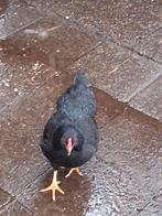 2 wyandotte kriel hennen., Dieren en Toebehoren, Pluimvee, Vrouwelijk, Kip