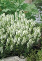 witte salie salvia nemerosa, vaste plant, bodembedekker, Tuin en Terras, Ophalen, Bodembedekkers, Vaste plant, Halfschaduw