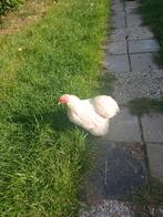 Cochin kriel hen raszuiver, Dieren en Toebehoren, Vrouwelijk, Kip