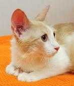 3 zeer leuke lieve kittens ingeent/chip/ontwormd 3,5mnd, Meerdere dieren, Kortharig, 0 tot 2 jaar
