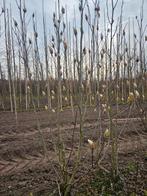 Magnolia soulangeana te koop!, Ophalen, Halfschaduw, Overige soorten, Lente