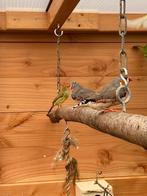 koppel zebravinken te koop, Dieren en Toebehoren, Vogels | Overige Vogels, Meerdere dieren, Tropenvogel