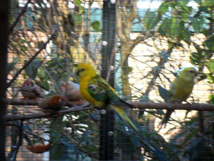 Opaline roodstuitparkieten, Dieren en Toebehoren, Vogels | Parkieten en Papegaaien, Parkiet, Meerdere dieren, Geringd