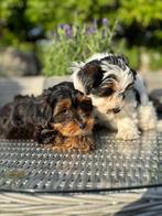 Yorkiepoo pups, Dieren en Toebehoren, Honden | Niet-rashonden, CDV (hondenziekte), 8 tot 15 weken, Meerdere, Meerdere dieren
