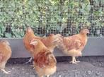 kip  new hempshire hanen, Dieren en Toebehoren, Pluimvee, Vrouwelijk, Kip