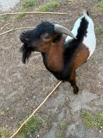 Lieve geitenbok, Dieren en Toebehoren, Schapen, Geiten en Varkens, Mannelijk, Geit