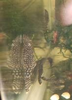 Ancistrussen borstelneus algeneter en rode garnalen, Dieren en Toebehoren, Vissen | Aquariumvissen, Vis