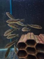 Cichla Pinima, Vis, Zoetwatervis