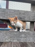 Lieve kittens te koop, Dieren en Toebehoren, Meerdere dieren, Kortharig, 0 tot 2 jaar