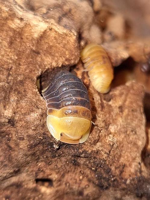 Cubaris "Rubber Ducky" Isopods pissebedden, Dieren en Toebehoren, Insecten en Spinnen, Overige soorten